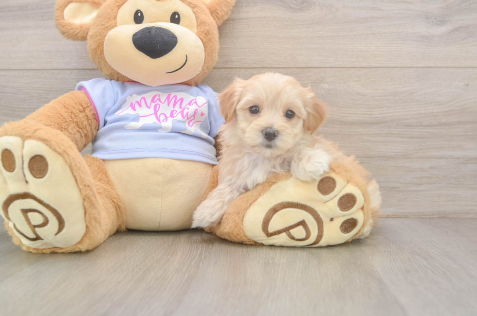 8 week old Maltipoo Puppy For Sale - Fairfield Furbabies