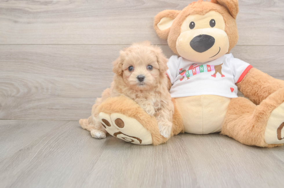 6 week old Maltipoo Puppy For Sale - Fairfield Furbabies