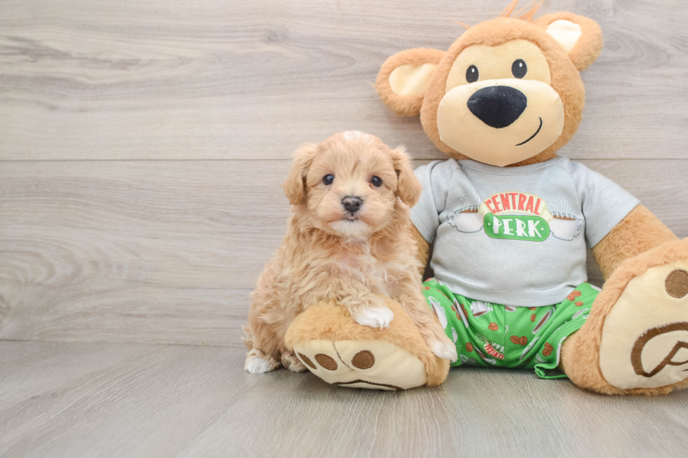 Maltipoo Pup Being Cute