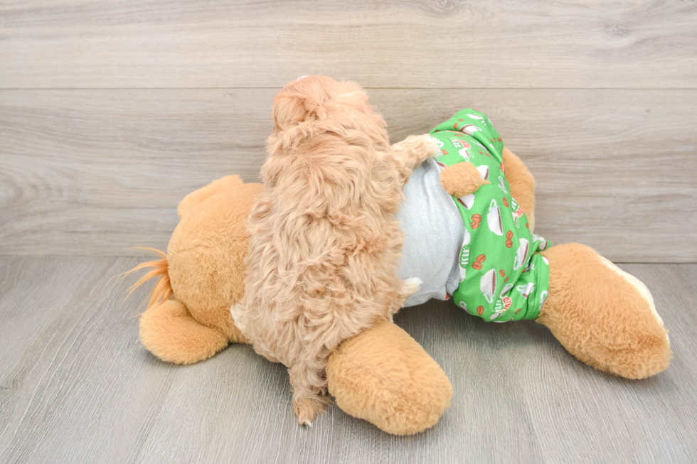 Playful Moodle Poodle Mix Puppy