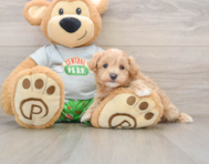8 week old Maltipoo Puppy For Sale - Fairfield Furbabies
