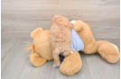Maltipoo Puppy for Adoption
