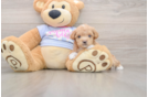 Playful Maltidoodle Poodle Mix Puppy