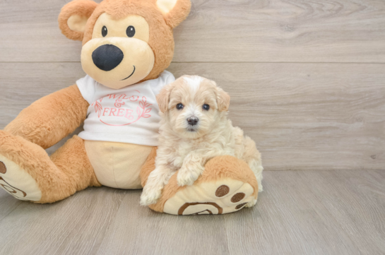 CASHEW, a Maltipoo littermate