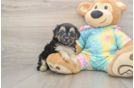 Maltipoo Puppy for Adoption