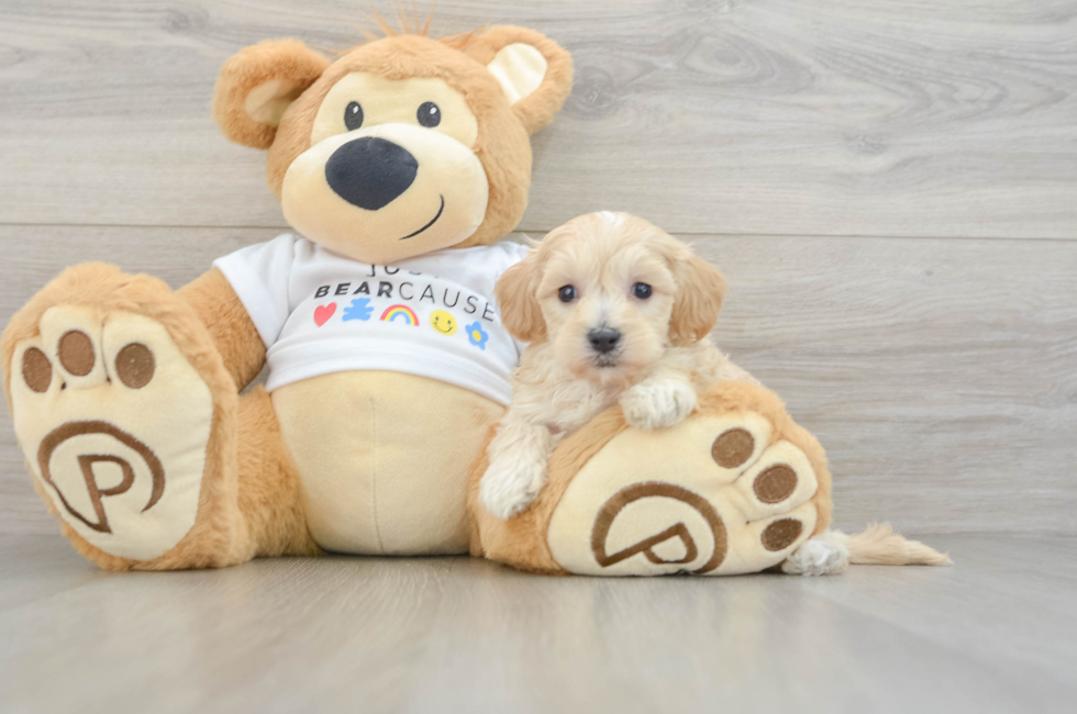 8 week old Maltipoo Puppy For Sale - Fairfield Furbabies