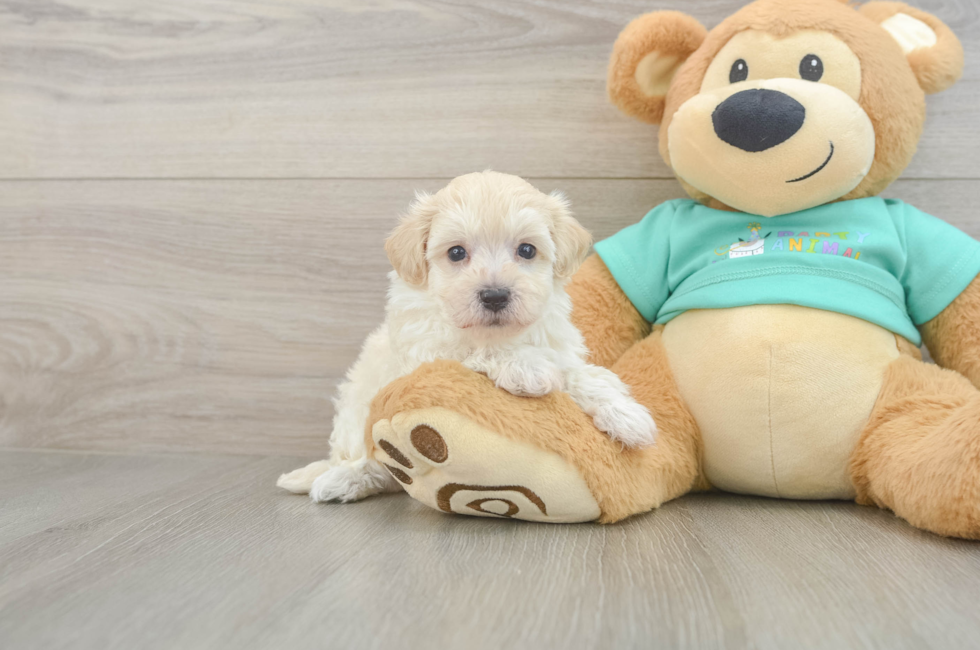 6 week old Maltipoo Puppy For Sale - Fairfield Furbabies
