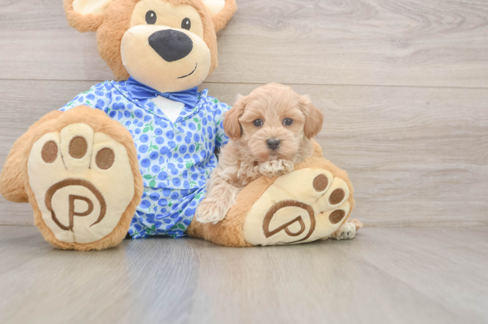 7 week old Maltipoo Puppy For Sale - Fairfield Furbabies