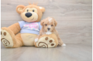Maltipoo Puppy for Adoption