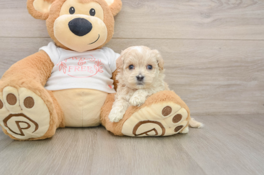 CHAZ, a Maltipoo littermate