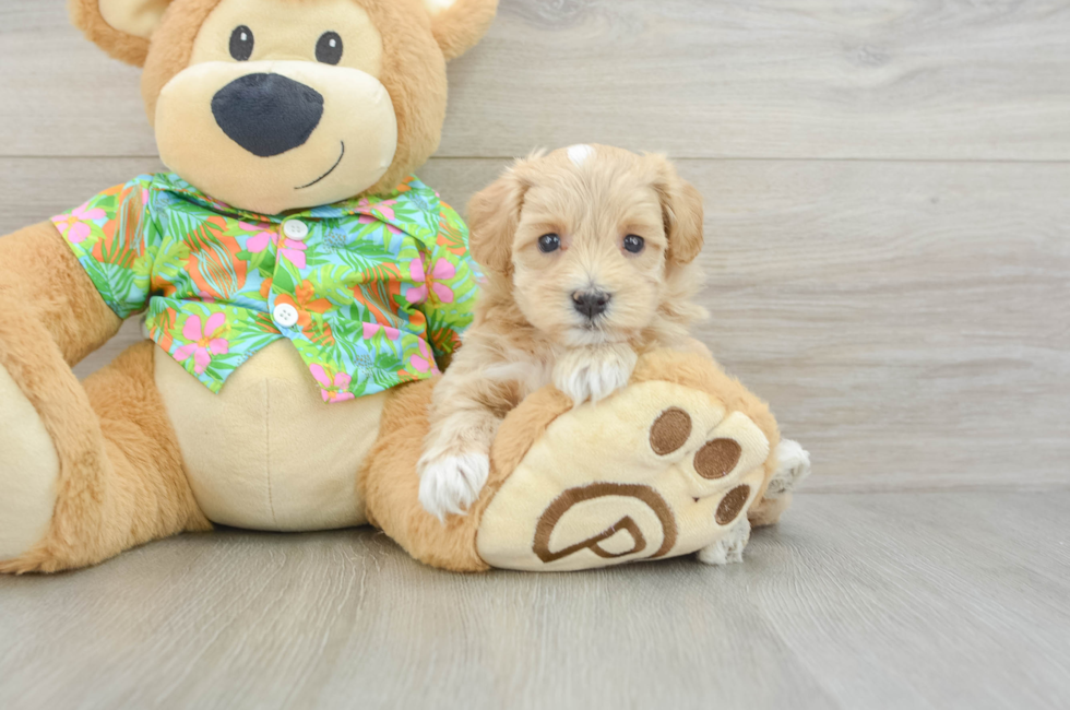 6 week old Maltipoo Puppy For Sale - Fairfield Furbabies