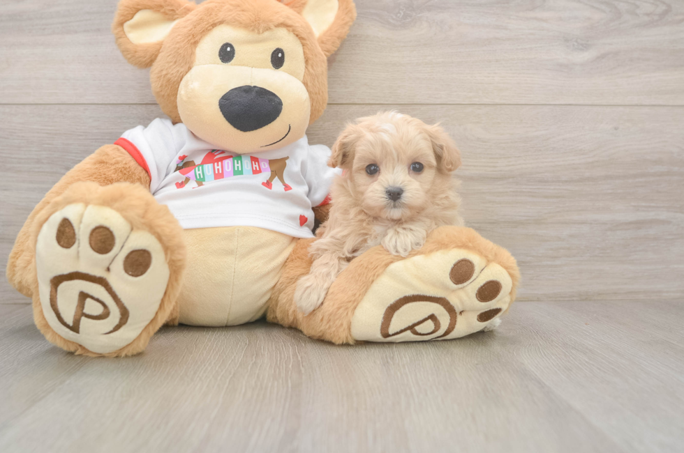 6 week old Maltipoo Puppy For Sale - Fairfield Furbabies