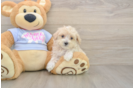 Maltipoo Pup Being Cute
