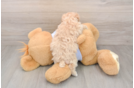 Energetic Maltidoodle Poodle Mix Puppy