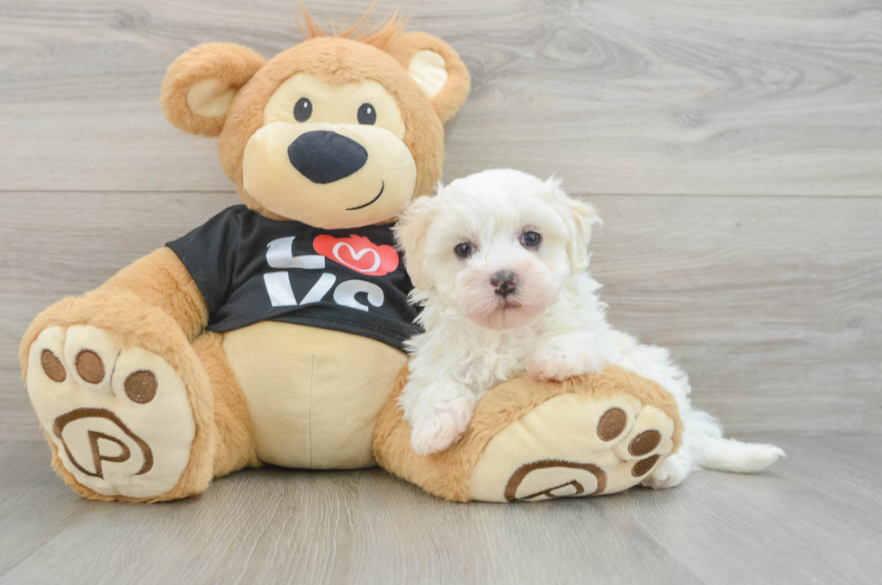 7 week old Maltipoo Puppy For Sale - Fairfield Furbabies