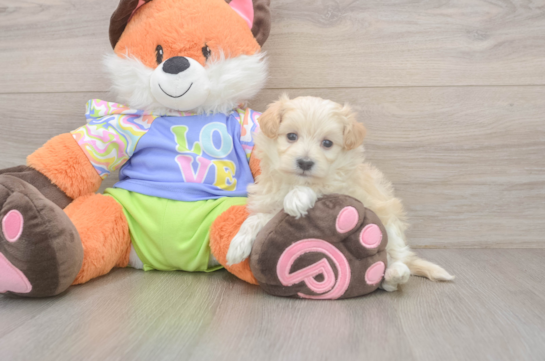 7 week old Maltipoo Puppy For Sale - Fairfield Furbabies Hypoallergenic Malt Oodle Poodle Mix Puppy