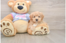 Maltipoo Puppy for Adoption