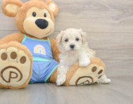 8 week old Maltipoo Puppy For Sale - Fairfield Furbabies