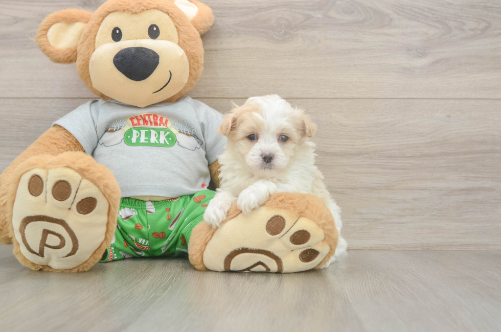 7 week old Maltipoo Puppy For Sale - Fairfield Furbabies