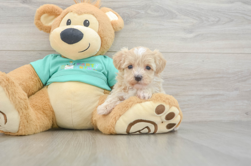 6 week old Maltipoo Puppy For Sale - Fairfield Furbabies
