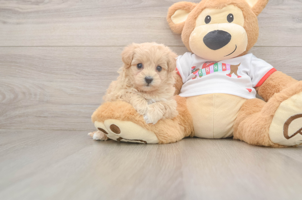 6 week old Maltipoo Puppy For Sale - Fairfield Furbabies