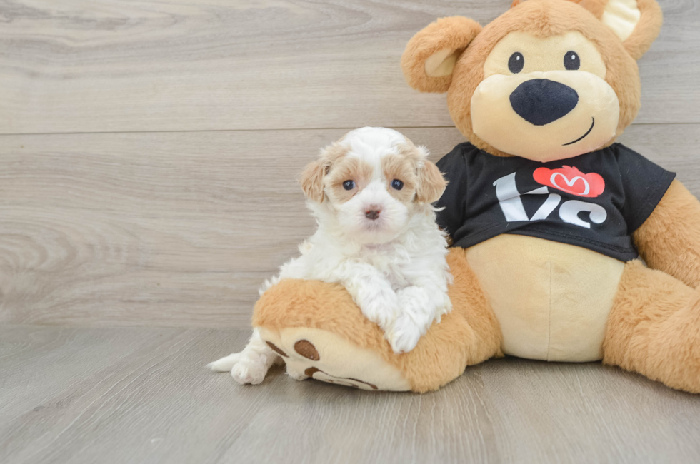 6 week old Maltipoo Puppy For Sale - Fairfield Furbabies