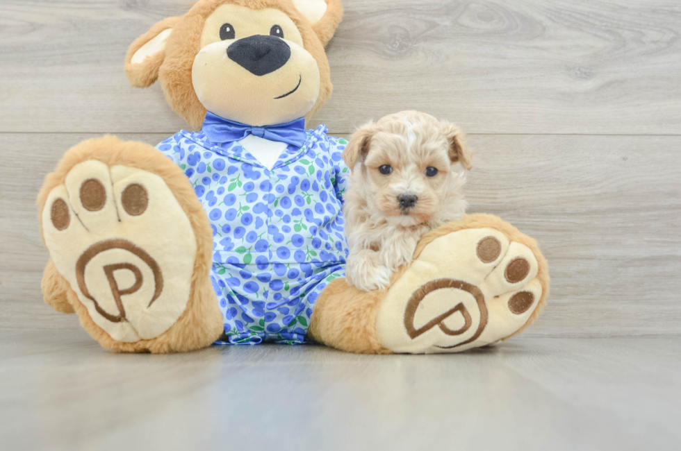 5 week old Maltipoo Puppy For Sale - Fairfield Furbabies
