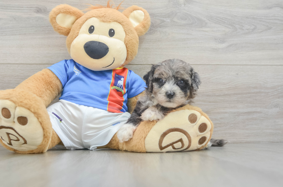 6 week old Maltipoo Puppy For Sale - Fairfield Furbabies