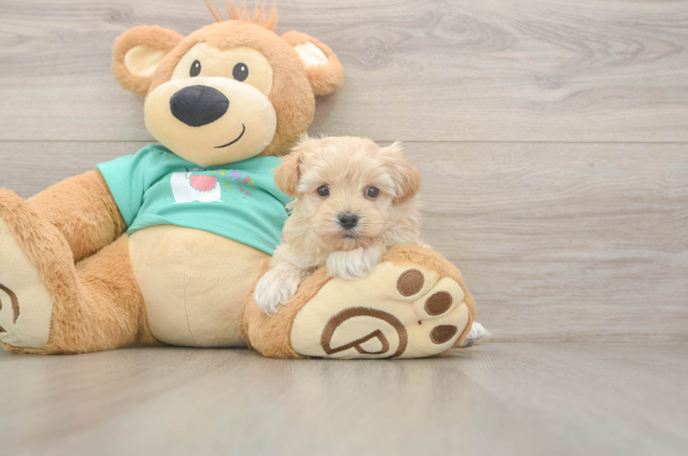 7 week old Maltipoo Puppy For Sale - Fairfield Furbabies