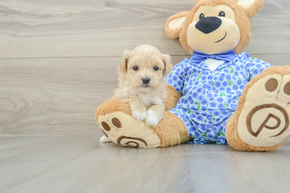 Fluffy Maltipoo Poodle Mix Pup