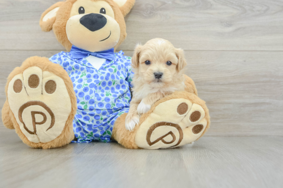 5 week old Maltipoo Puppy For Sale - Fairfield Furbabies