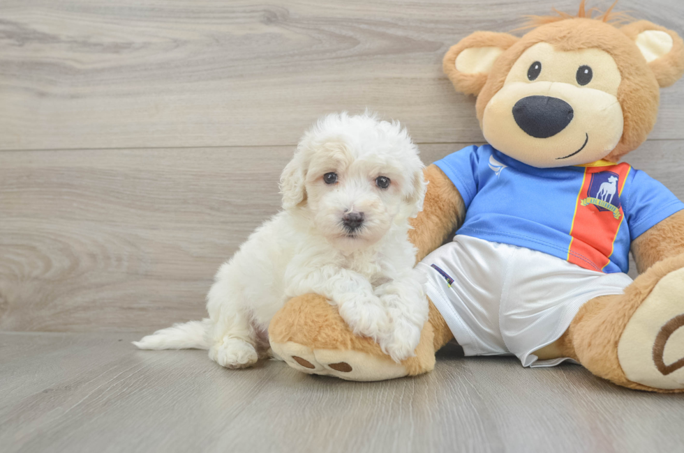6 week old Maltipoo Puppy For Sale - Fairfield Furbabies