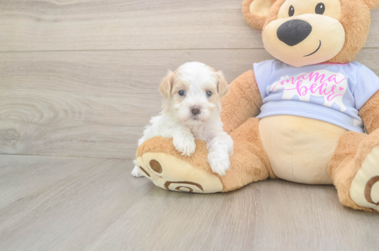 5 week old Maltipoo Puppy For Sale - Fairfield Furbabies Best Maltipoo Baby
