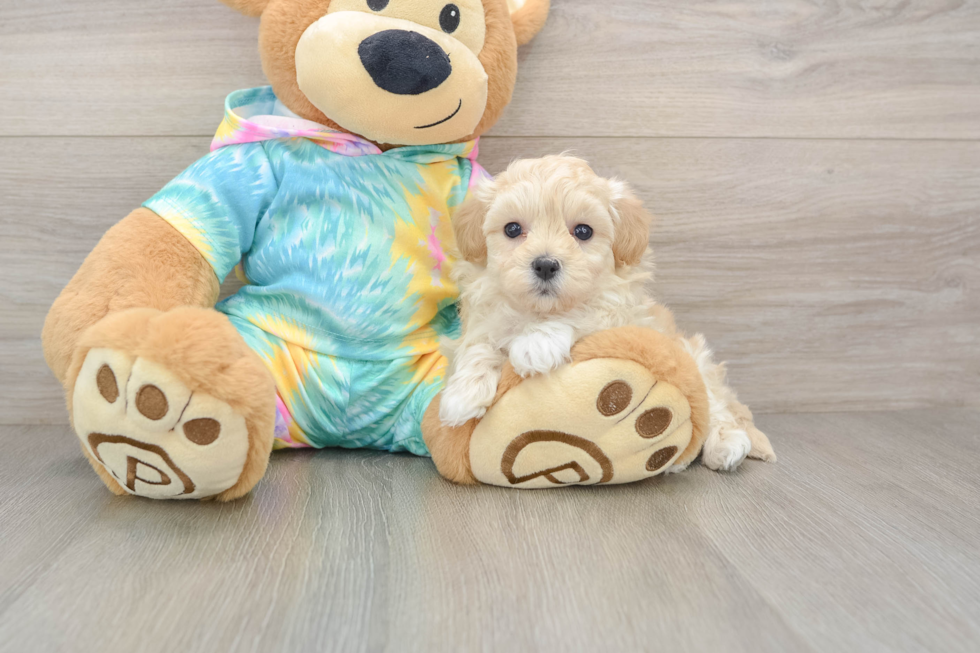 Hypoallergenic Malt Oodle Poodle Mix Puppy