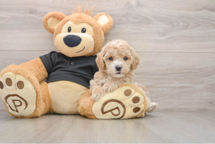 Funny Maltipoo Poodle Mix Pup