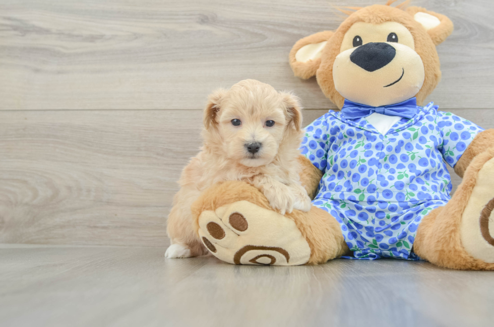5 week old Maltipoo Puppy For Sale - Fairfield Furbabies