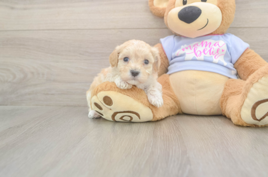 5 week old Maltipoo Puppy For Sale - Fairfield Furbabies Maltipoo Puppy for Adoption