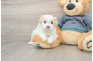 Maltipoo Pup Being Cute