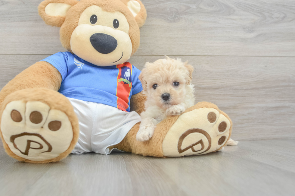 6 week old Maltipoo Puppy For Sale - Fairfield Furbabies