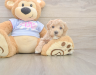 8 week old Maltipoo Puppy For Sale - Fairfield Furbabies