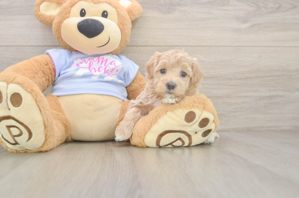 8 week old Maltipoo Puppy For Sale - Fairfield Furbabies