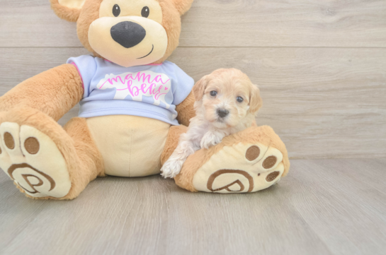 5 week old Maltipoo Puppy For Sale - Fairfield Furbabies Hypoallergenic Malt Oodle Poodle Mix Puppy