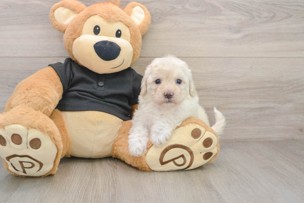 Best Maltipoo Baby
