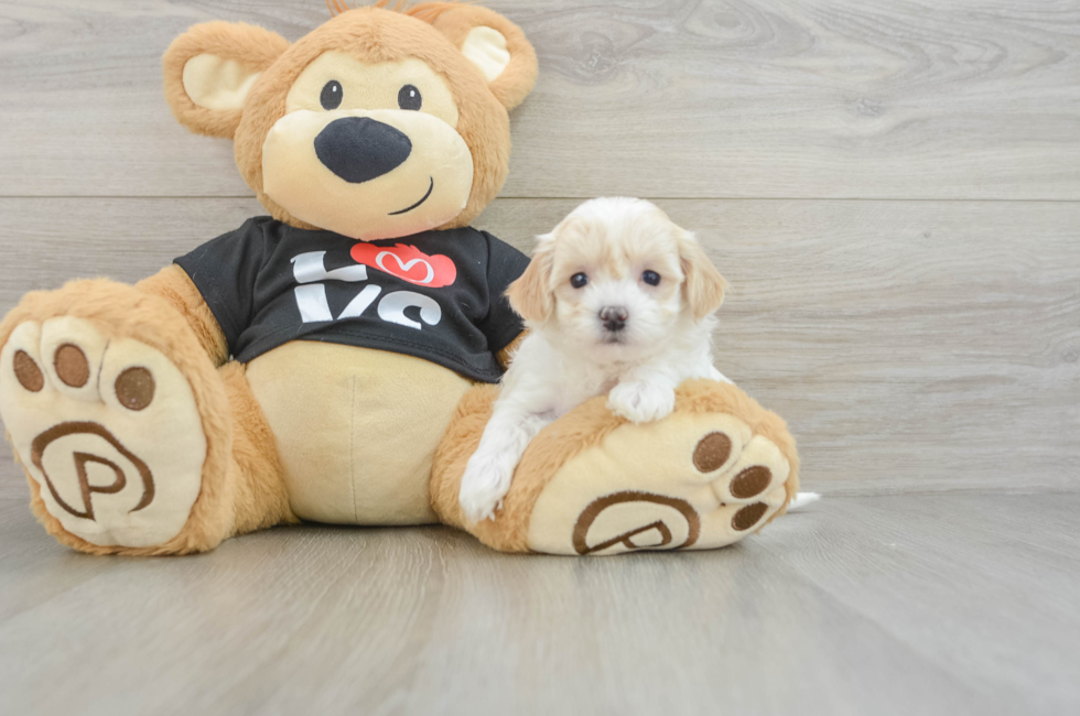 6 week old Maltipoo Puppy For Sale - Fairfield Furbabies