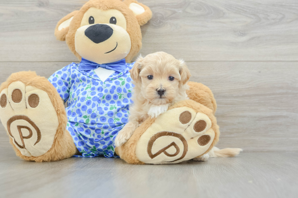 5 week old Maltipoo Puppy For Sale - Fairfield Furbabies