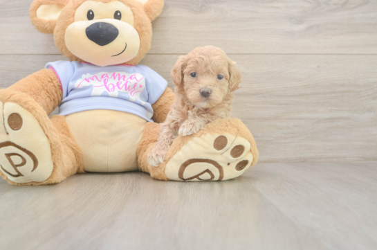 5 week old Maltipoo Puppy For Sale - Fairfield Furbabies Little Malt a Poo Poodle Mix Puppy