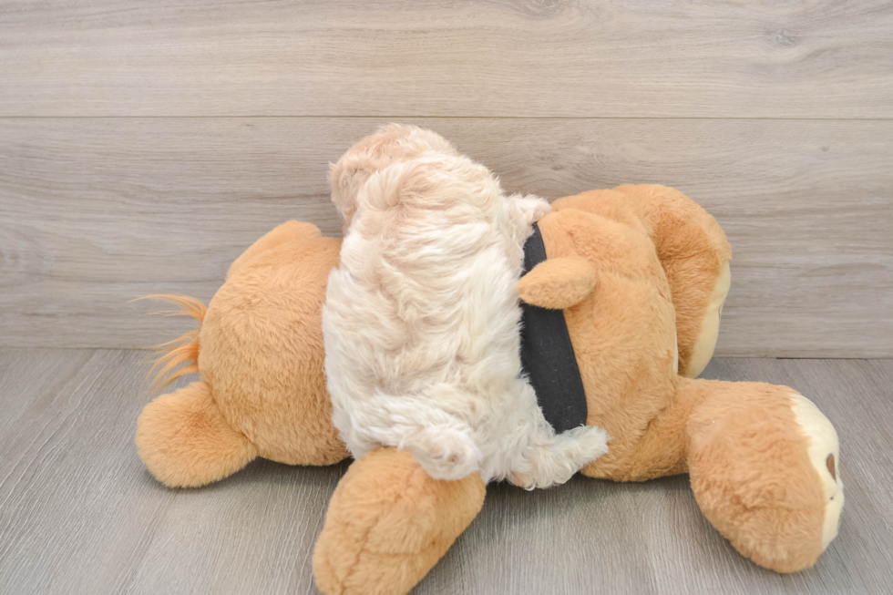 Maltipoo Puppy for Adoption