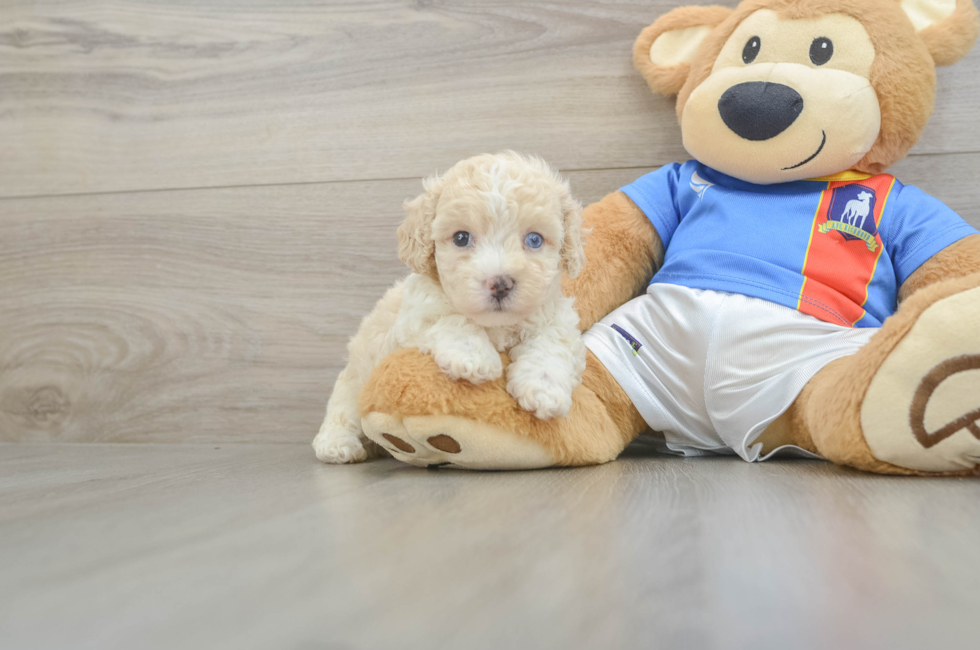 6 week old Maltipoo Puppy For Sale - Fairfield Furbabies