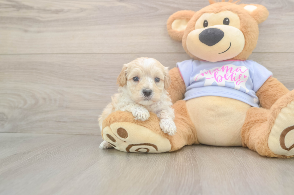 5 week old Maltipoo Puppy For Sale - Fairfield Furbabies