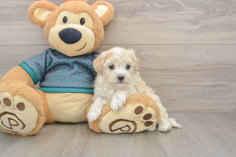 Playful Malt a Poo Poodle Mix Puppy